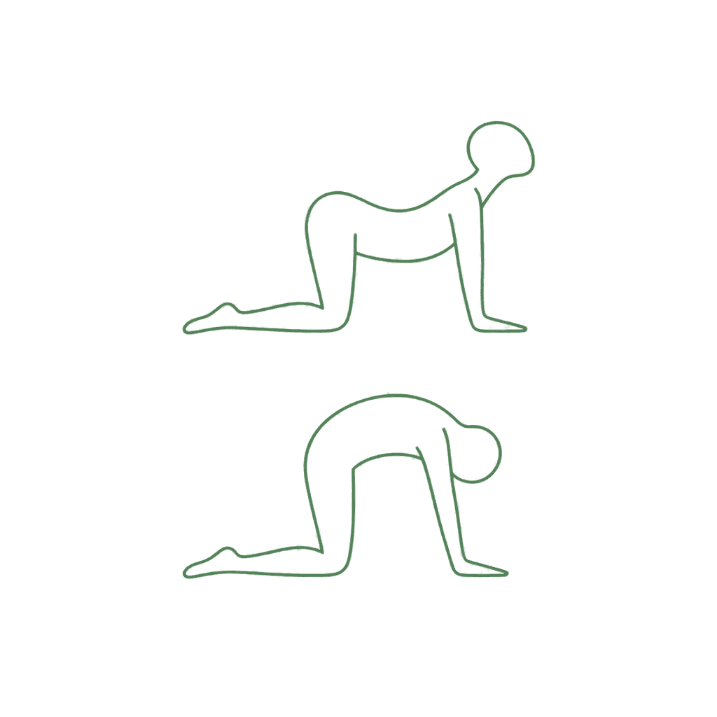 Cat-cow shown with the spine lowered and then rounded on hands and knees